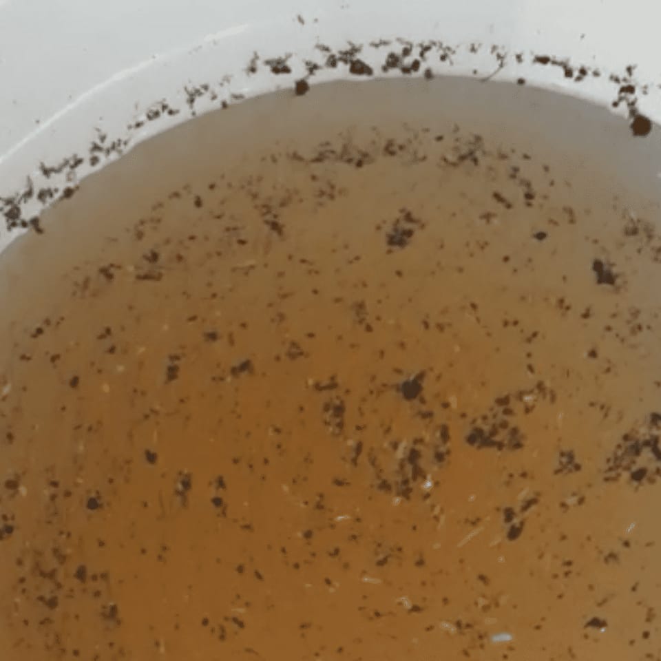 Untreated water collected from an open source